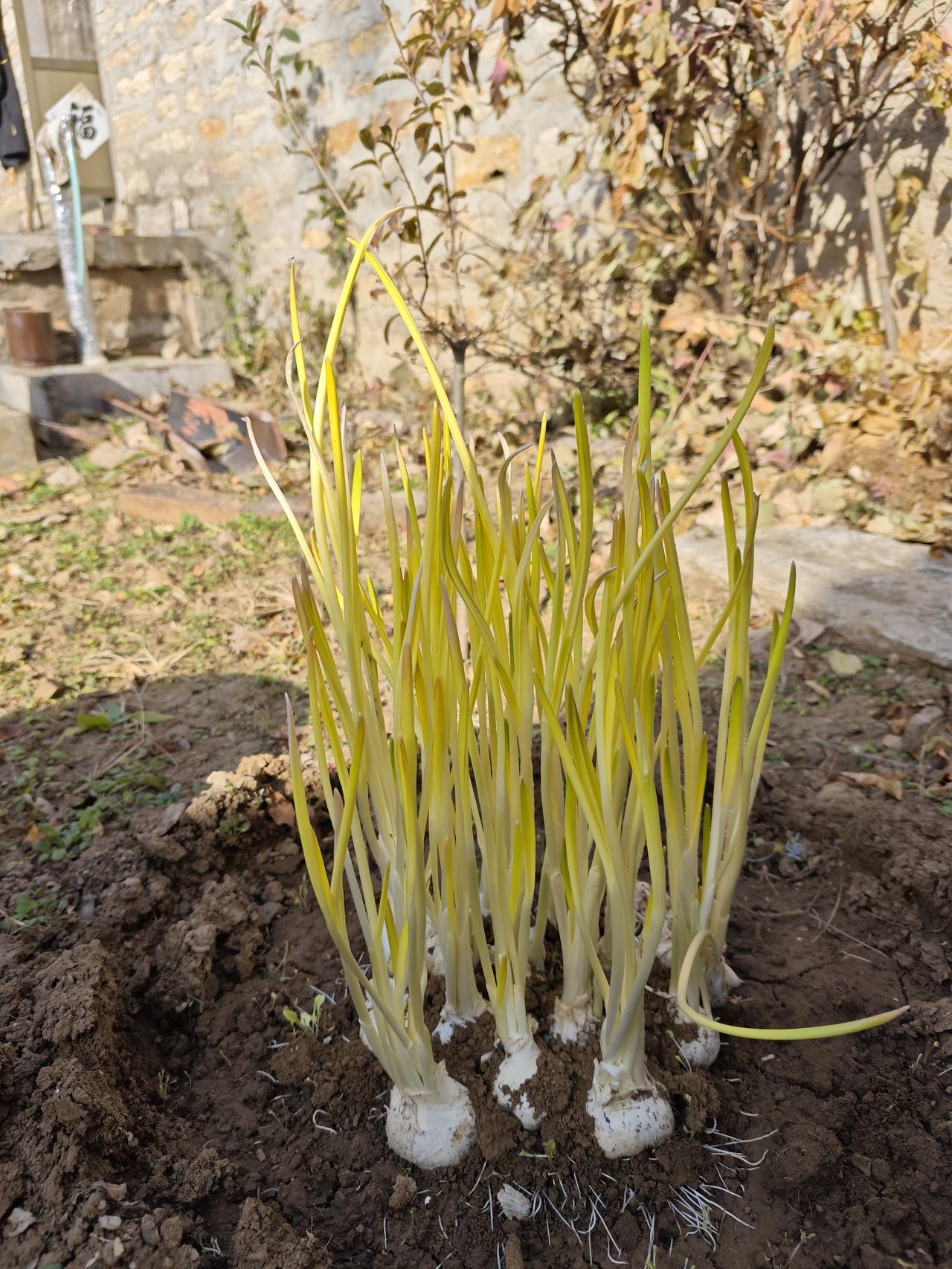 劳动成果:鲜嫩蒜苗。