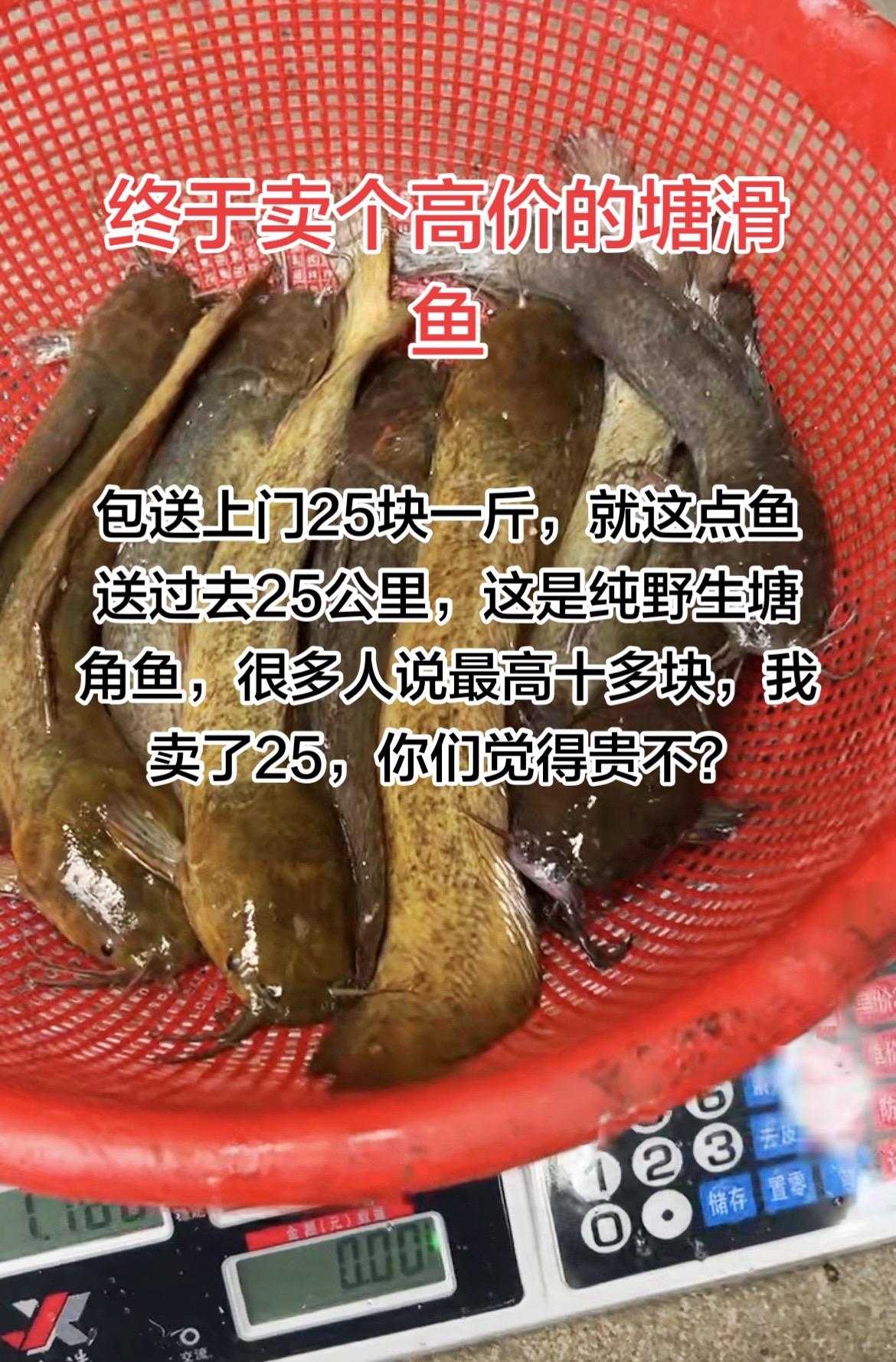 25块一斤的塘角鱼，这次我卖最高的价，不过还要送到别的镇去算上去25公里来回就5