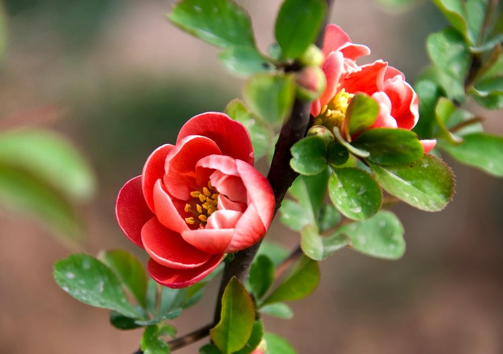 周六爆出多条科技重磅消息，这些方向值得关注！
周六科技大消息如下：
一，据媒体报