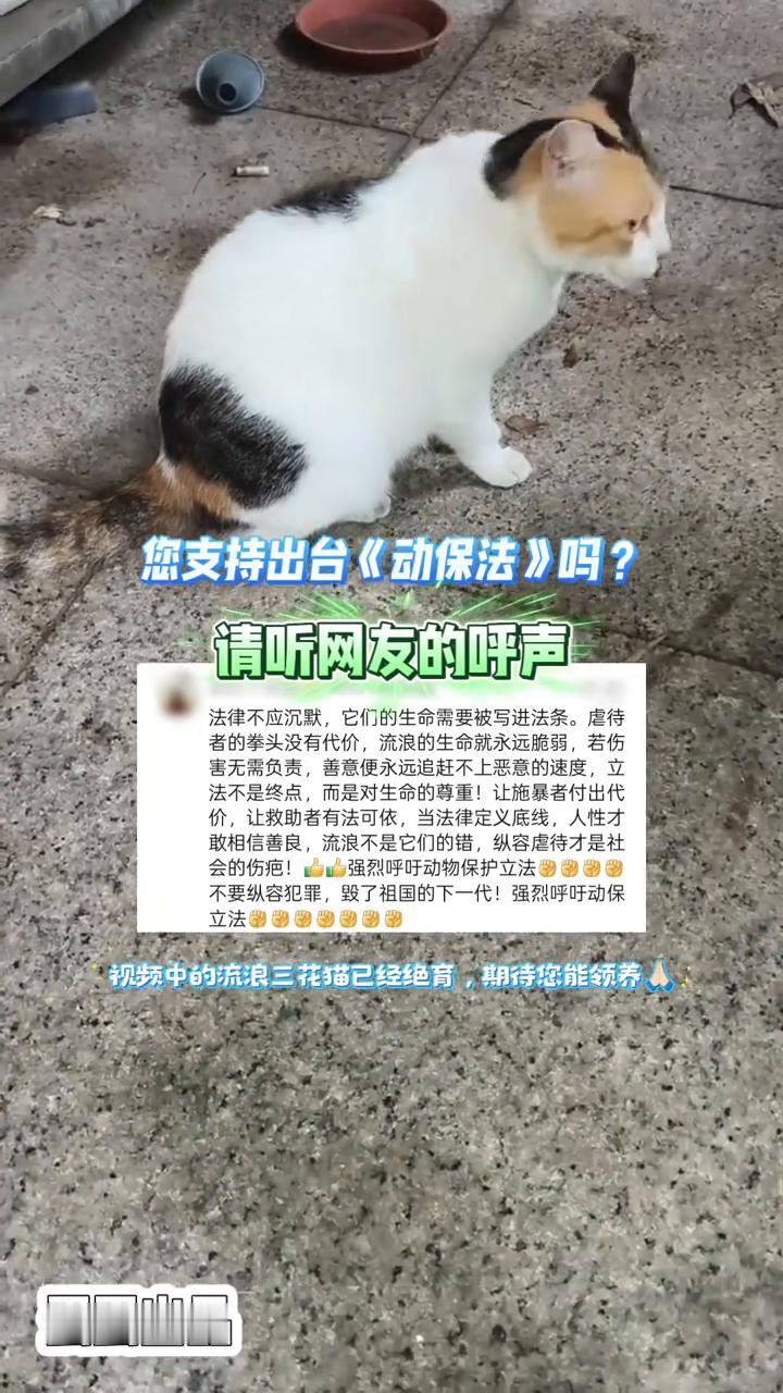 您支持出台《动保法》吗？请听网友的呼声。
法律不应沉默，它们的生命需要被写进法条