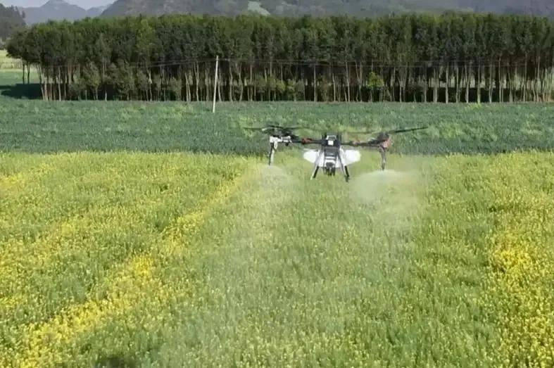 动真格了！
 
官方此次重拳出击，向油菜花期违规喷药的行为亮剑，那些为了一己私利