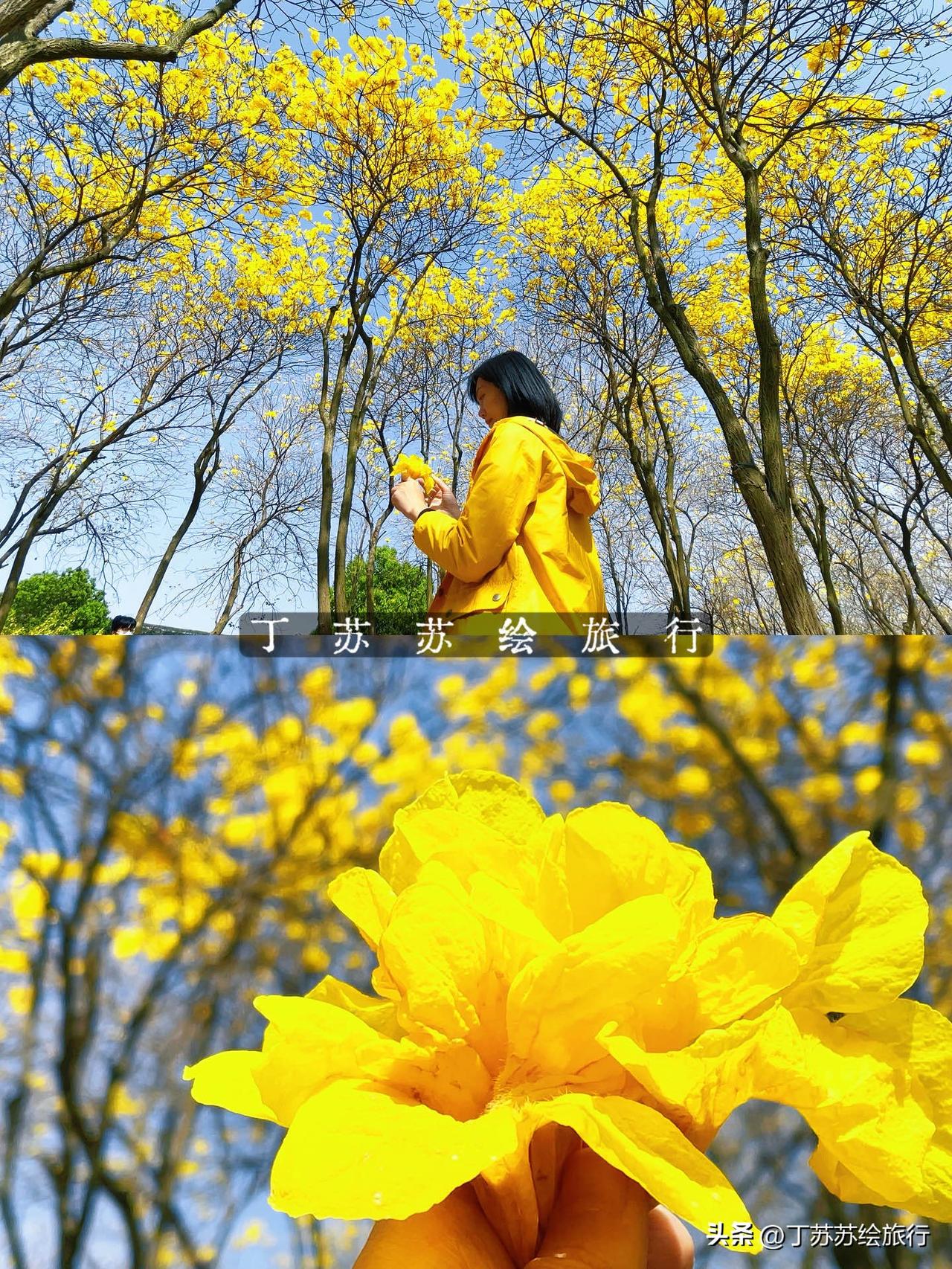 福州鎏金花海🌼黄花风铃木公园清明游攻略✨

福州清明打卡✨黄花风铃木公园｜鎏金