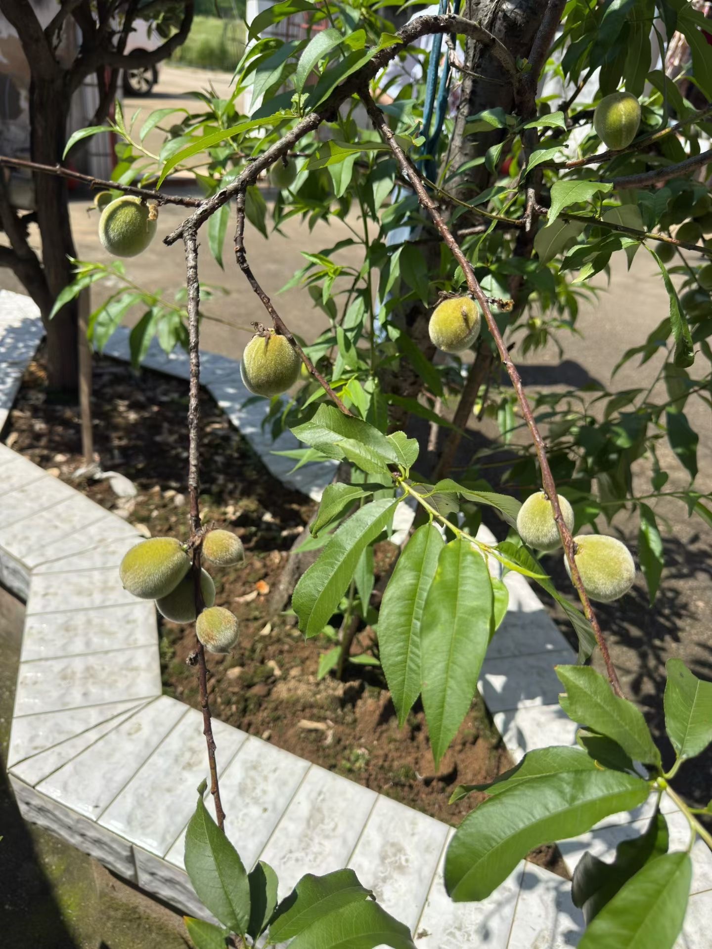 归乡慢生活｜人间烟火，田园自在五一归乡，撞见满院生机。枝头桃子悄悄膨大，藤蔓间小