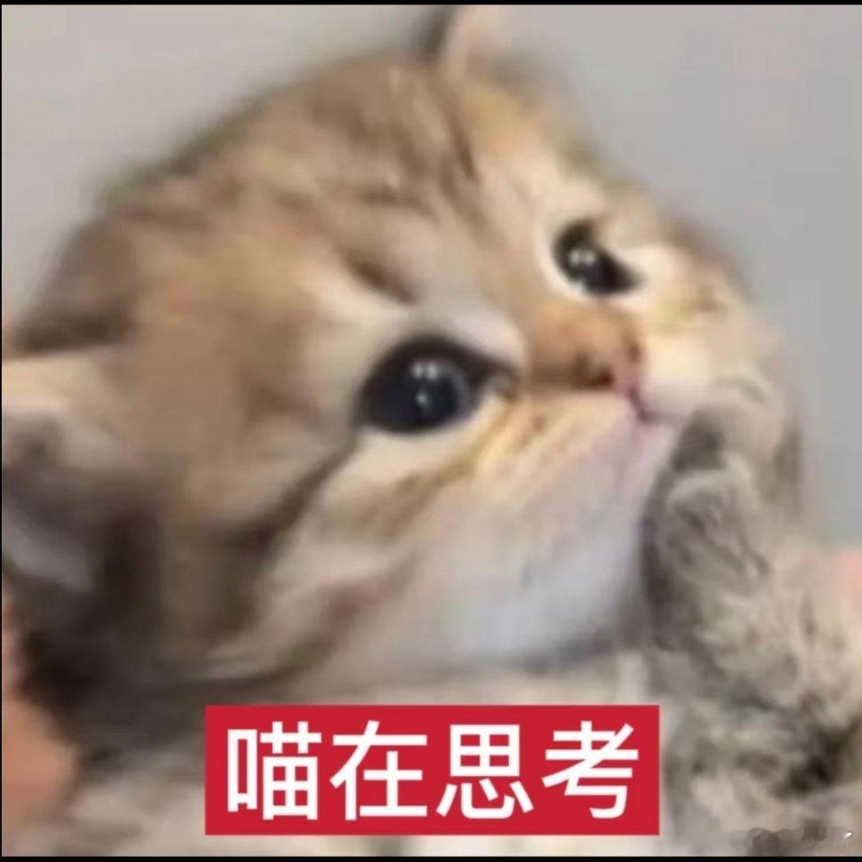 小猫表情包。 