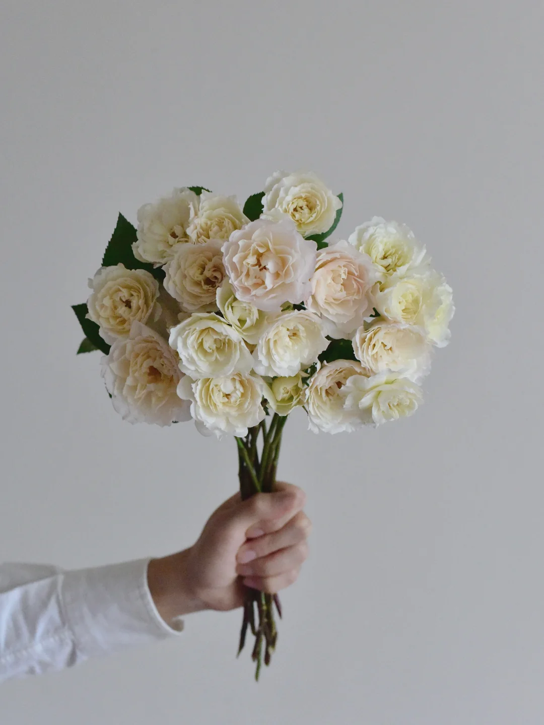 三木谷玫瑰庄园·慷慨的园丁