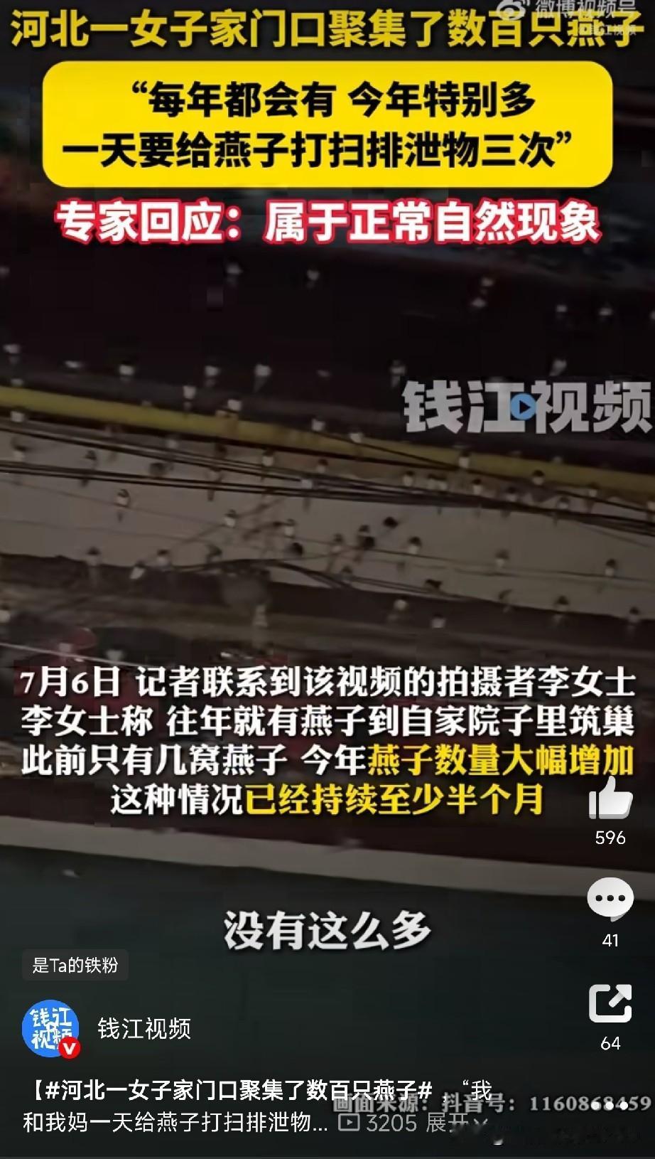 几百只燕子天天蹲在她家门口

河北邯郸有位李女士，最近家里可“热闹”了——几百只