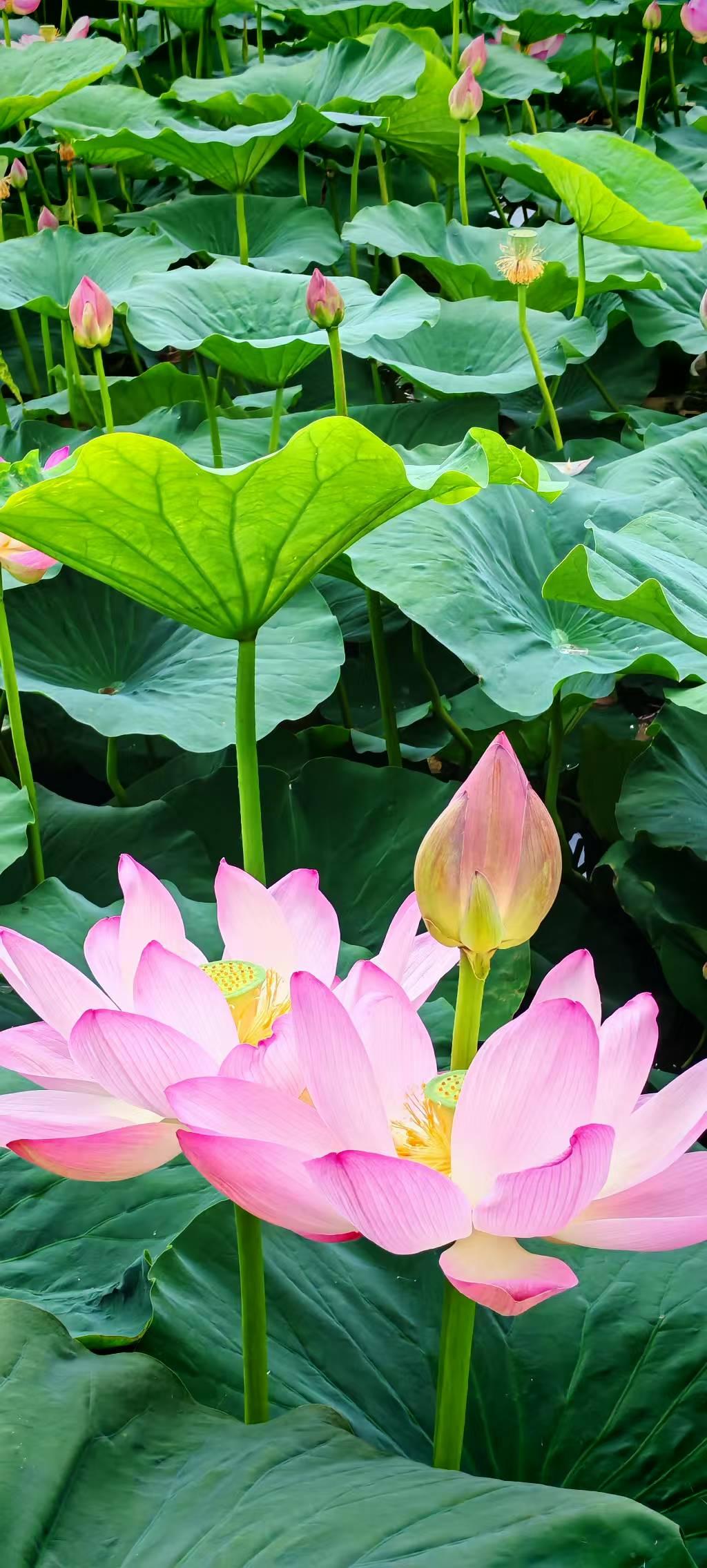 蓮花是出污泥而不染。