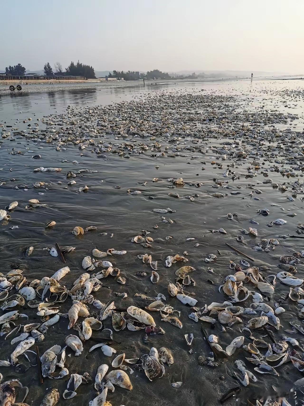 台风“巴威”过后，海边出现很多海鲜🦞，网友：快告诉我在哪里[呲牙]