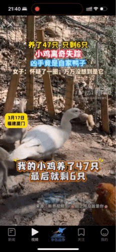 “做梦也没想到，”小鸡崽子不见了，竟是被家里养的大鸭吃掉了。网友：鸭子是杂食性动