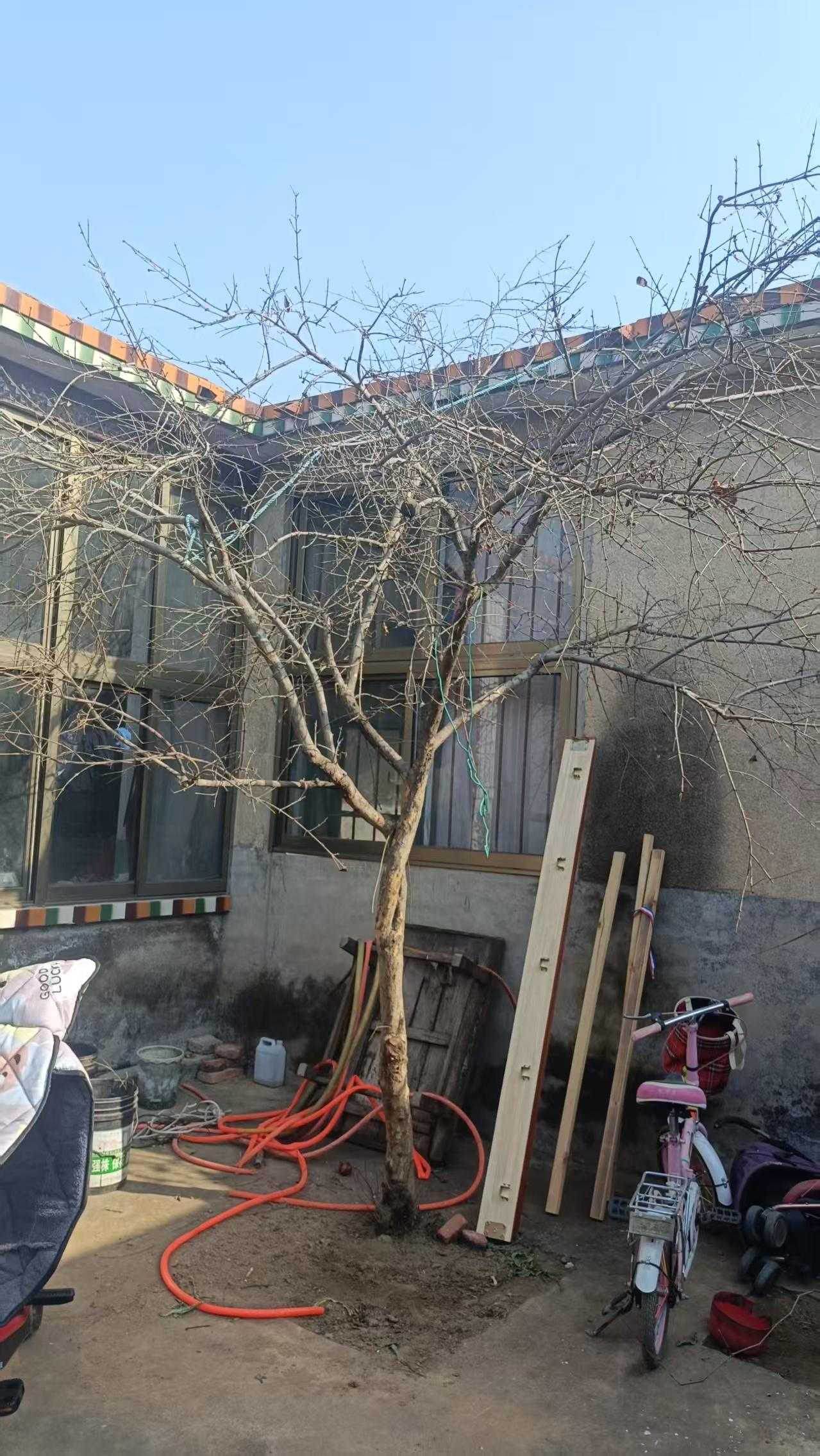 手机随手拍原创图片随手拍下老家的石榴树，想象九月份石榴挂满枝头时的场景，冬天一到