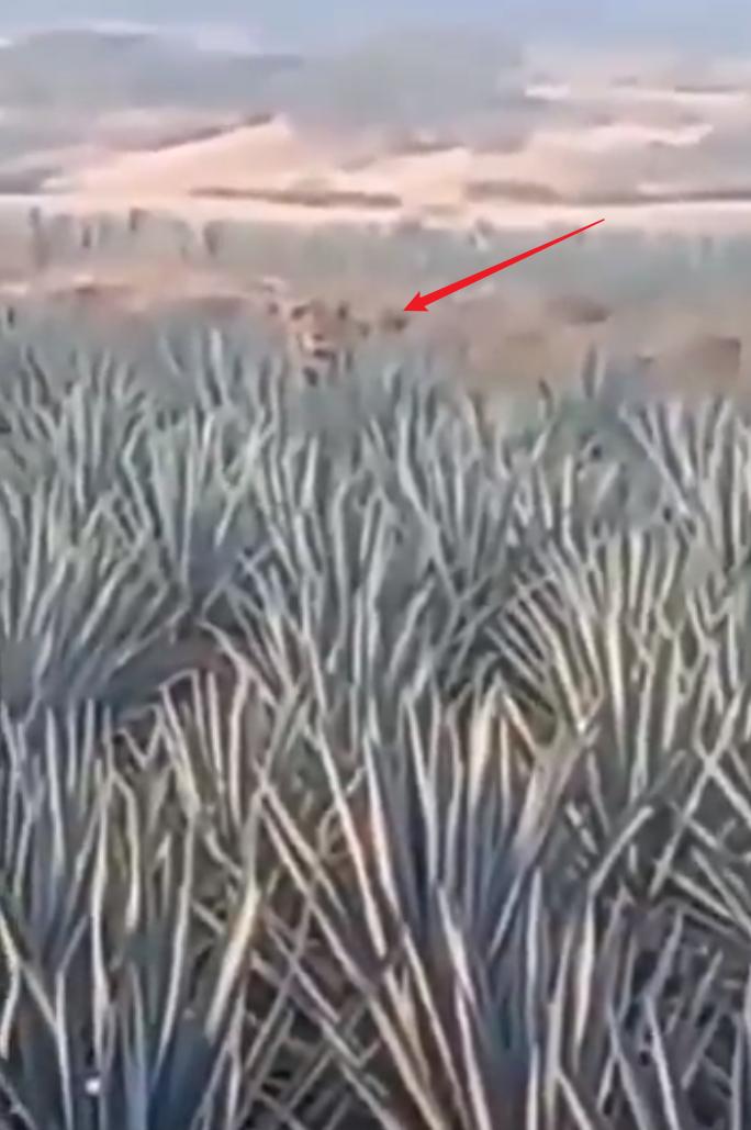 纳亚里特州龙舌兰田里的狮子：墨西哥联邦环境保护署（PROFEPA）会怎么做？
