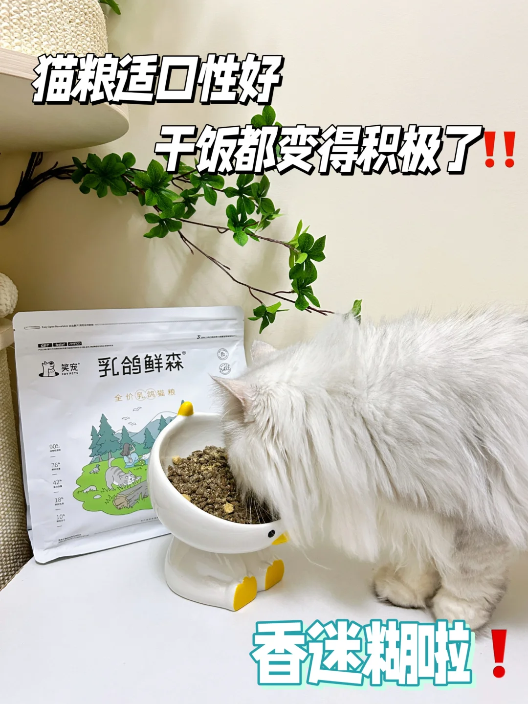 猫咪换粮攻略来啦，手把手教你轻松换！