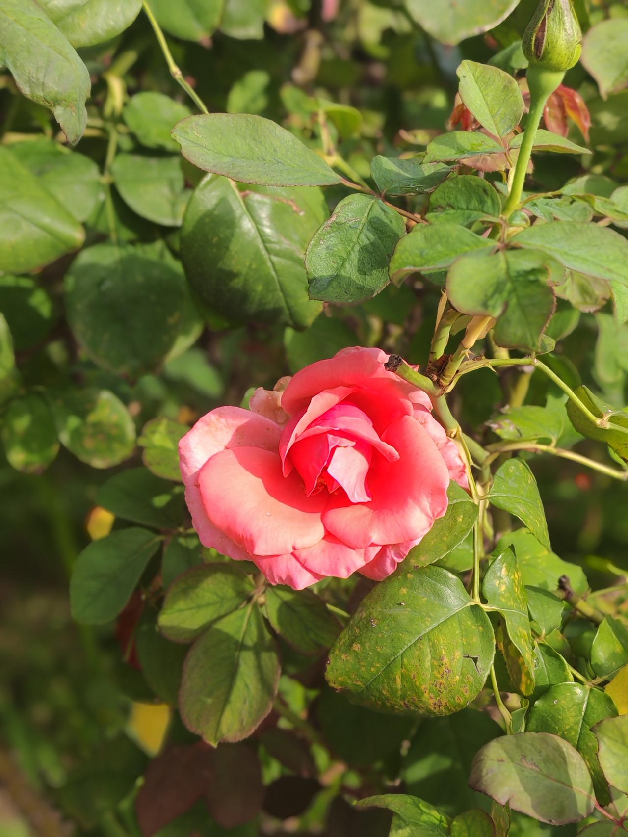 秋日生活打卡季同样的景，不同的心境，都有各自的芬芳