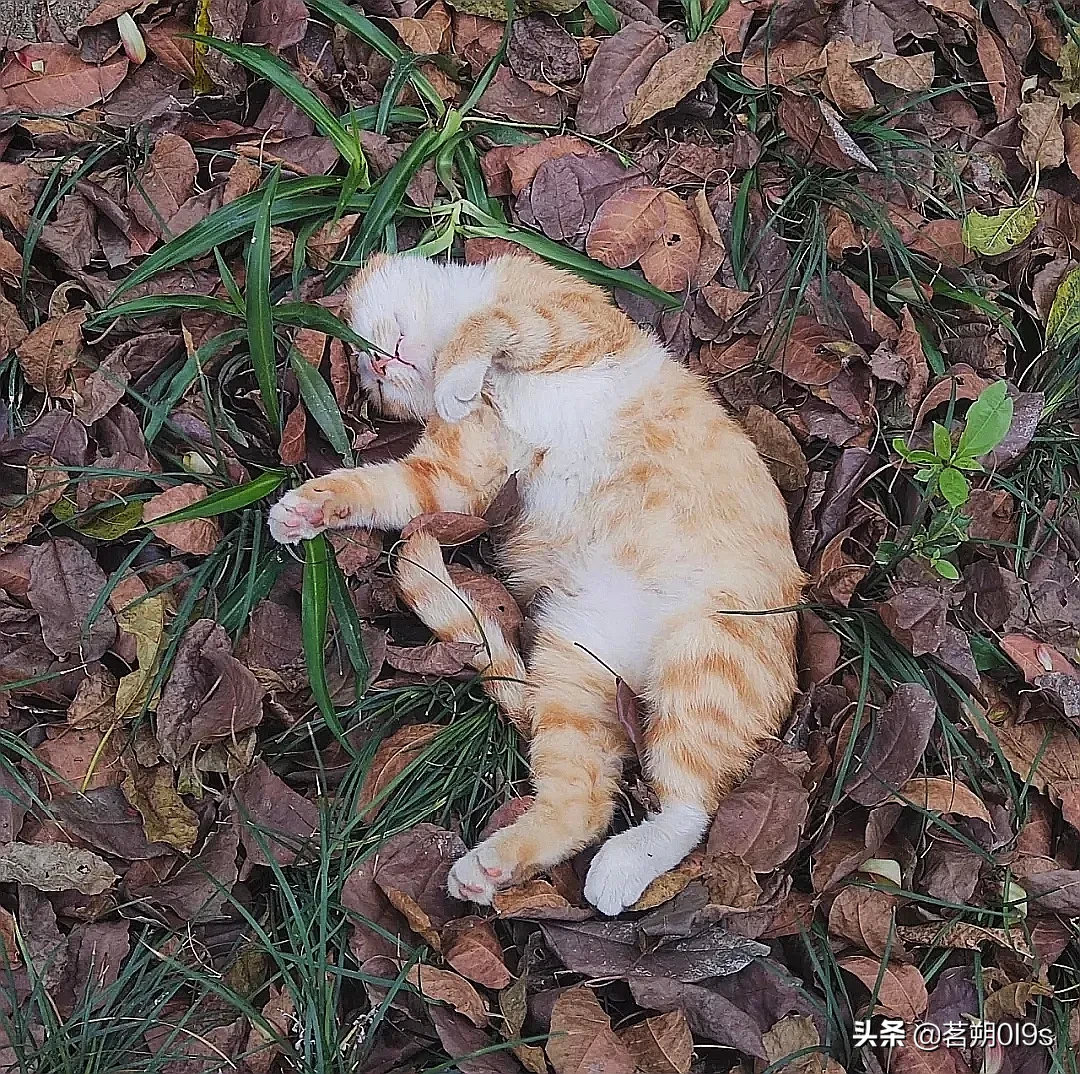 猫猫：我是睡着了，不是死了～[看]