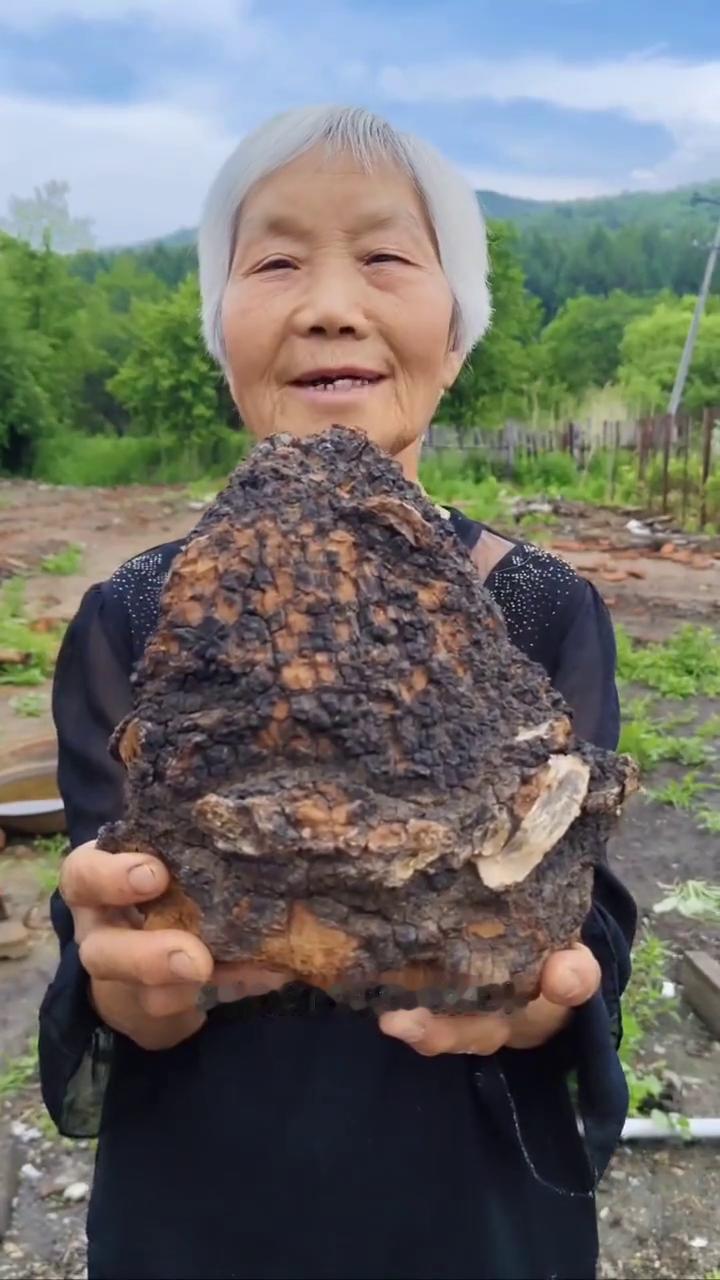 黑龙江原始白桦林，纯野生的桦树茸。
我家是小兴安岭的主脉，原始大森林。这是我们邻