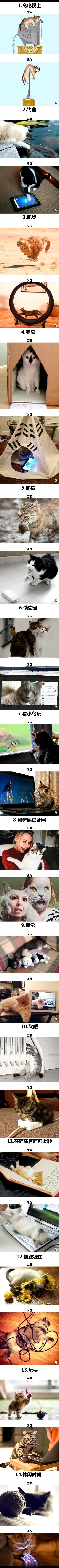 科技改变猫咪的生活[呆无辜][呆无辜]