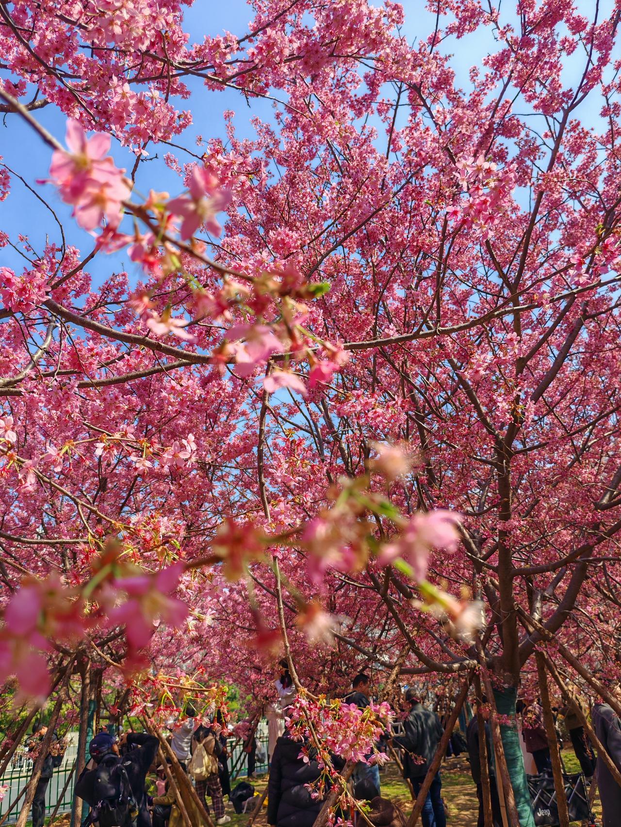樱花盛开，人间四月天，快来打卡！🌸📸