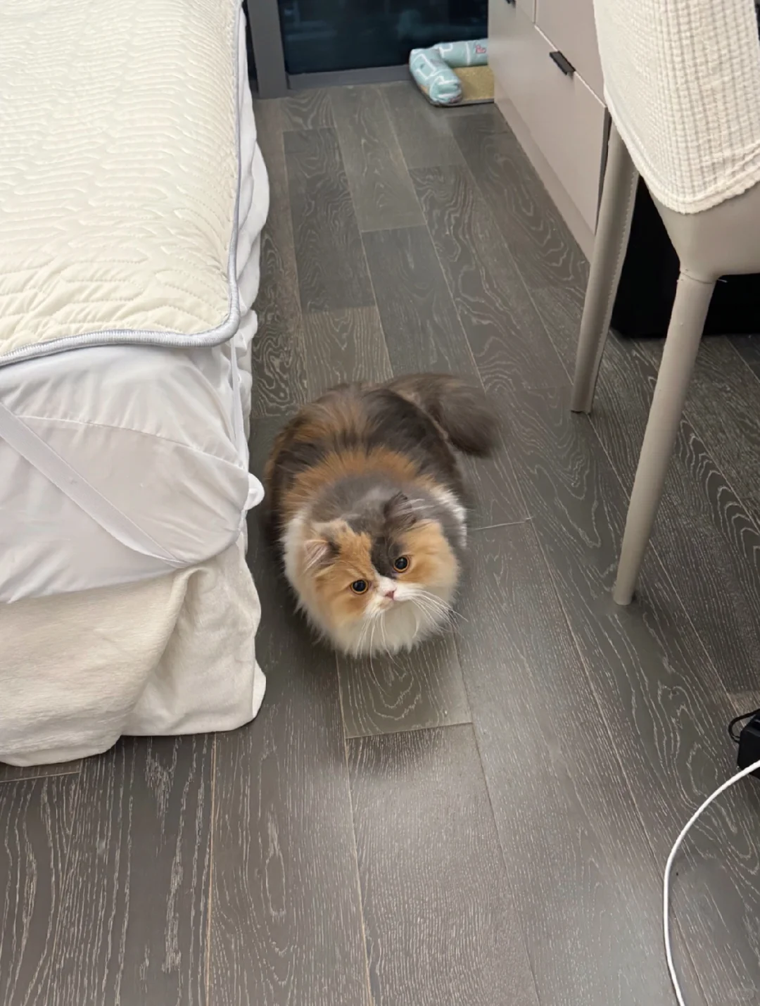 宝宝 法律规定小猫就是不能上床的呀