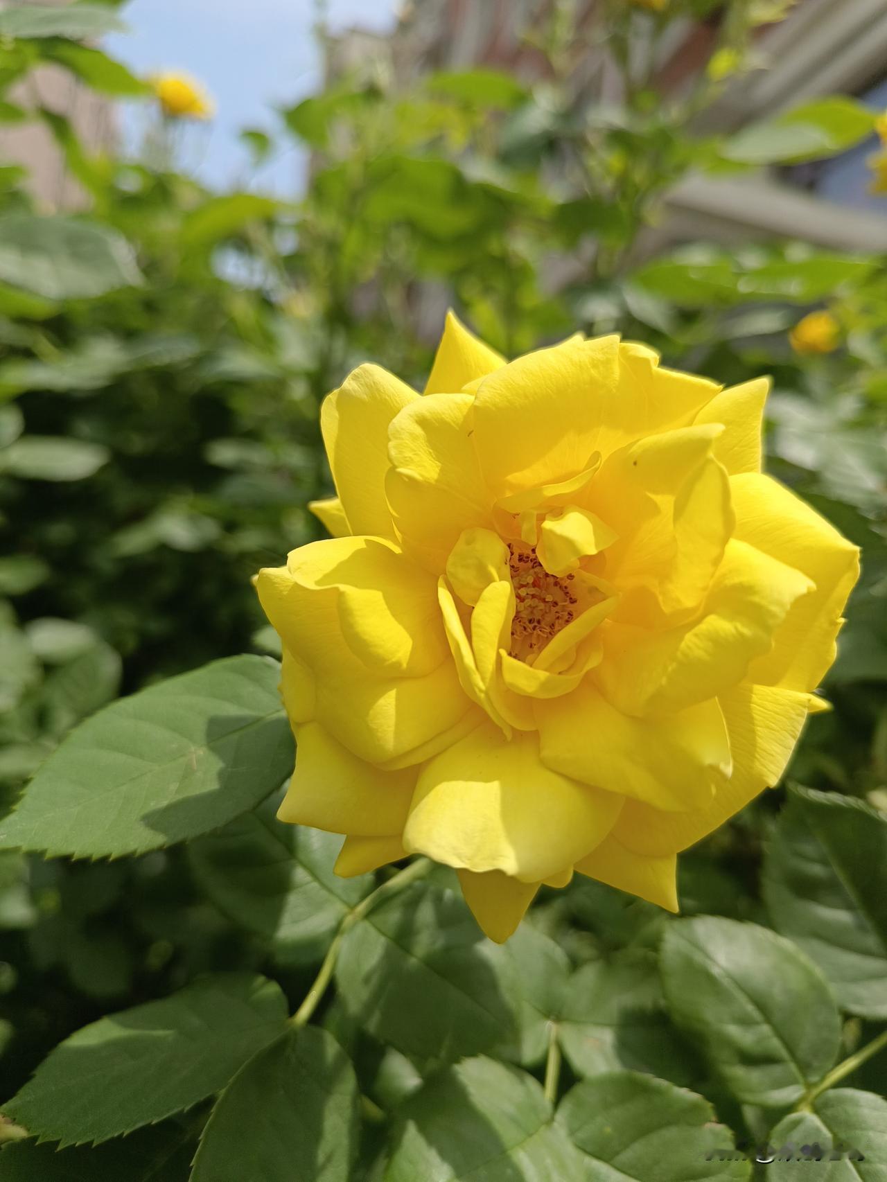 七言绝句·初夏情
月季缤纷俏北城，麦青平野鹧鸪鸣。
盈枝青果林荫蔽，不恋春华结实