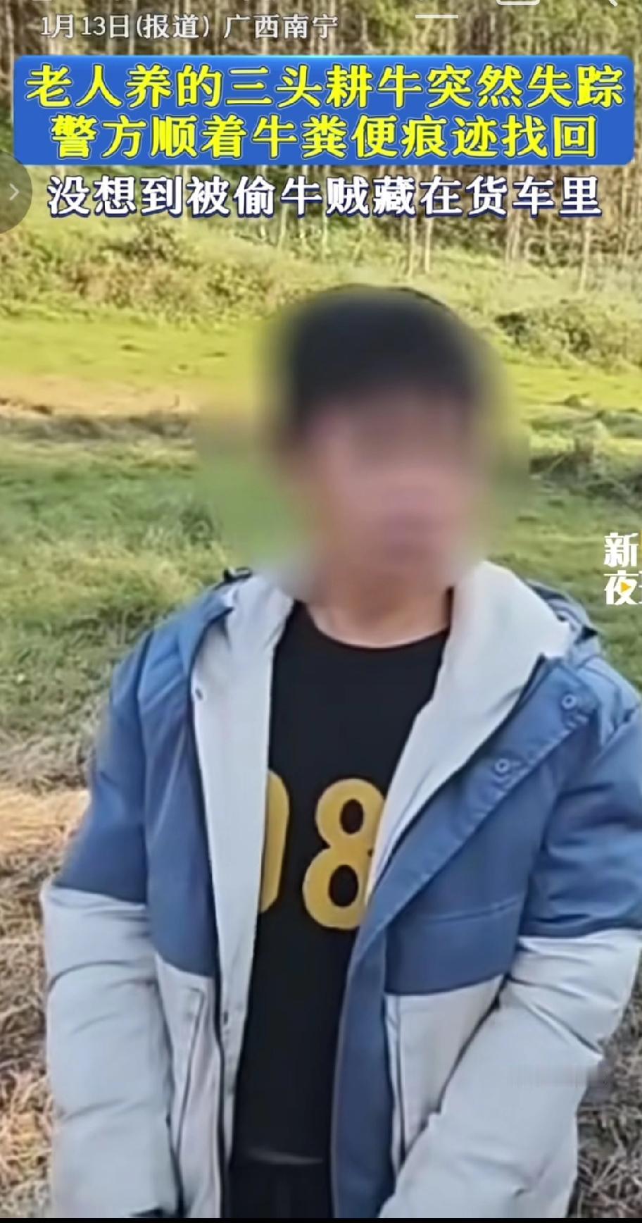 近日广西南宁一位老人养的三头耕牛突然失踪，这些牛是老人自己养了很久的，并非用来售