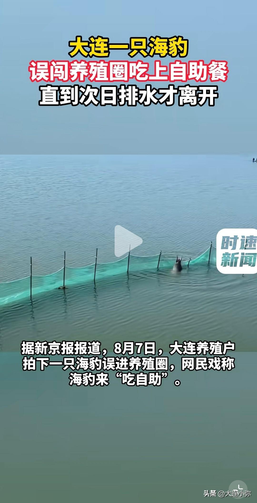 大连小海豹误入海上养殖圈，沉浸式畅享海鲜自助，吃饱才慢悠悠离场
 
大连海边上演