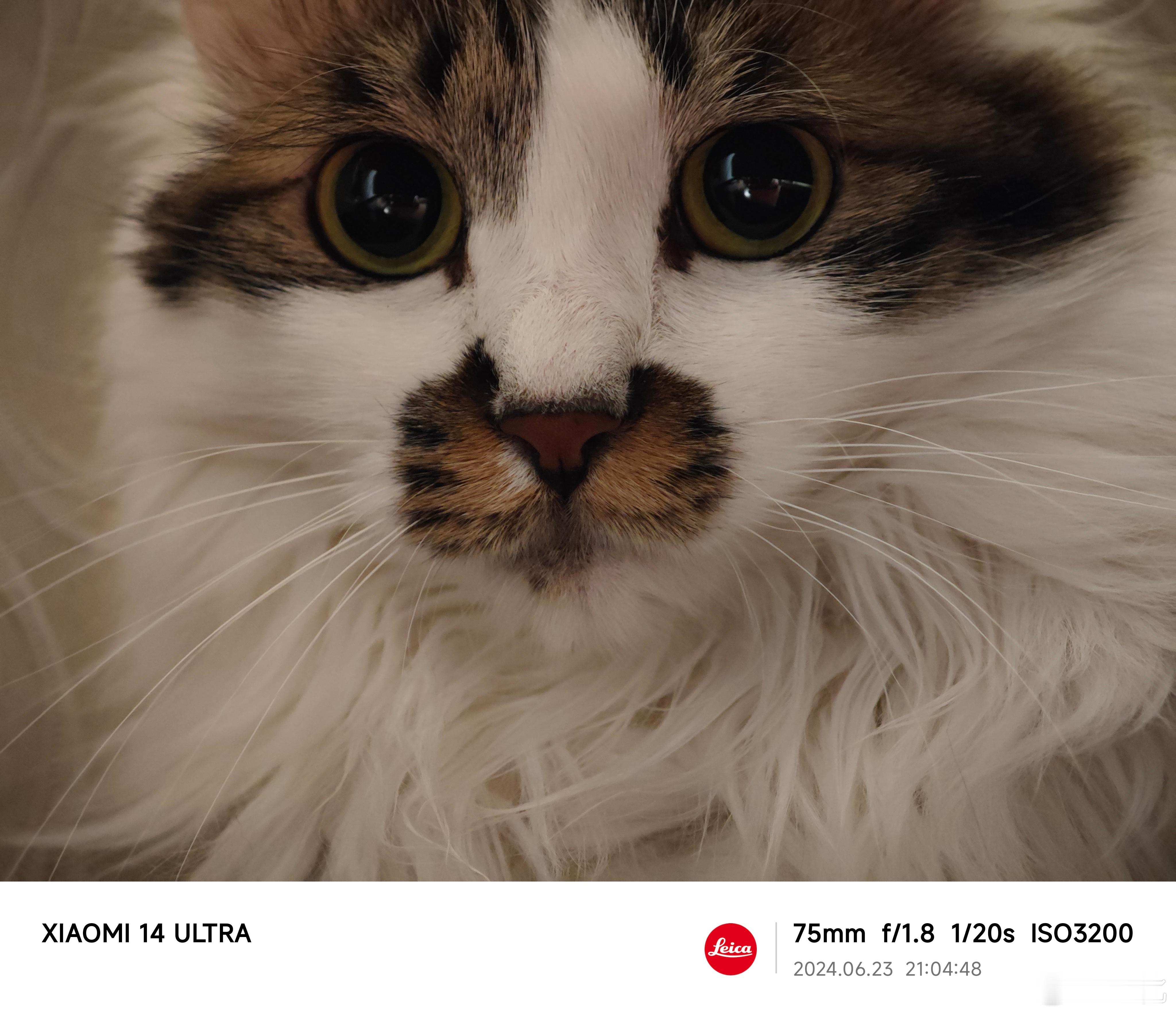 这只怕人的猫叫“嘟嘟”，靠近一点就哈气[汗]和故宫那只“爱新觉罗·帕得要死”有一
