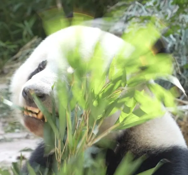对，我只是星一的狗仔队，不是站姐！所以，朋友们问我拿星一好看的图做周边...