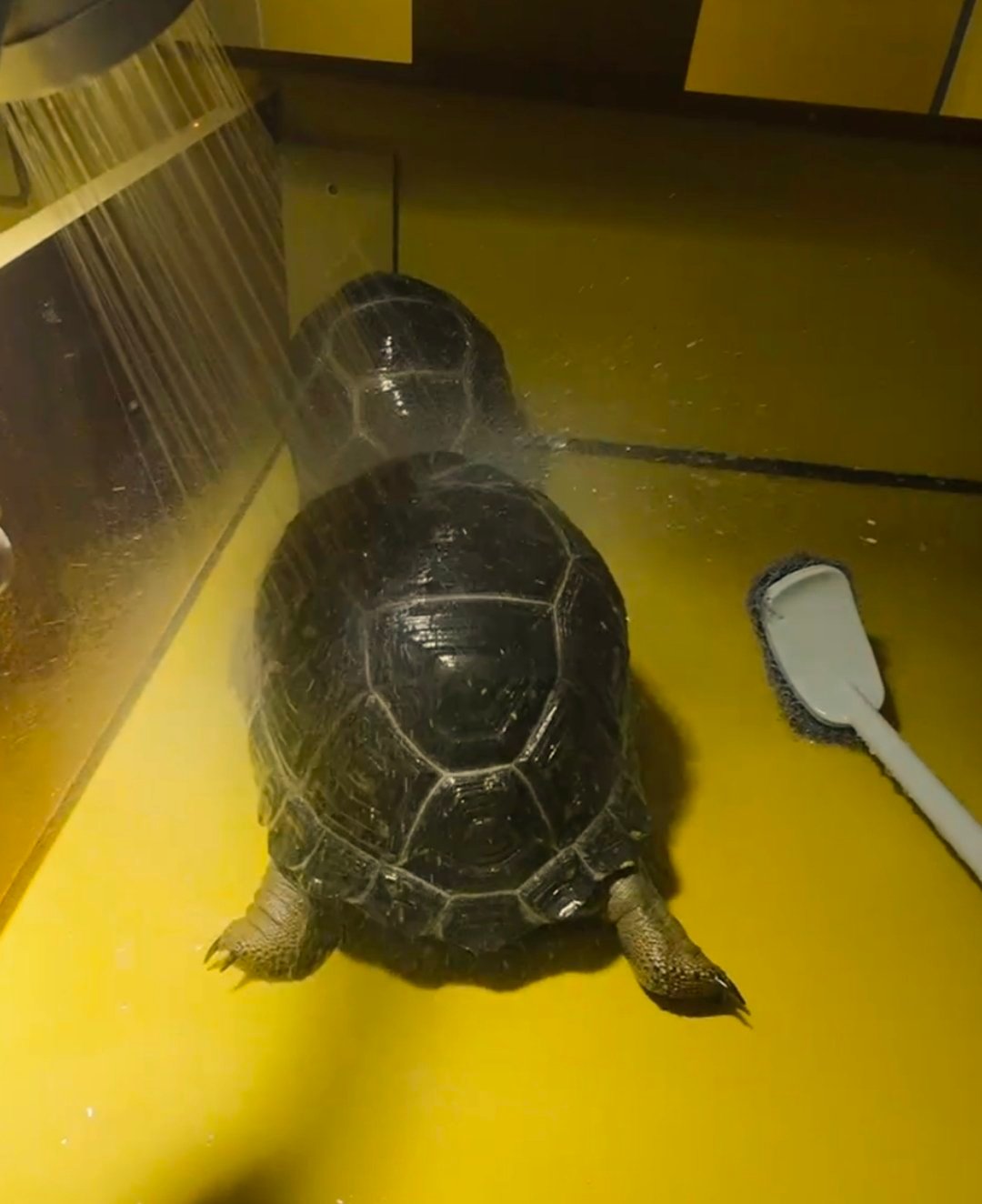 洗刷刷 🐢🛀 