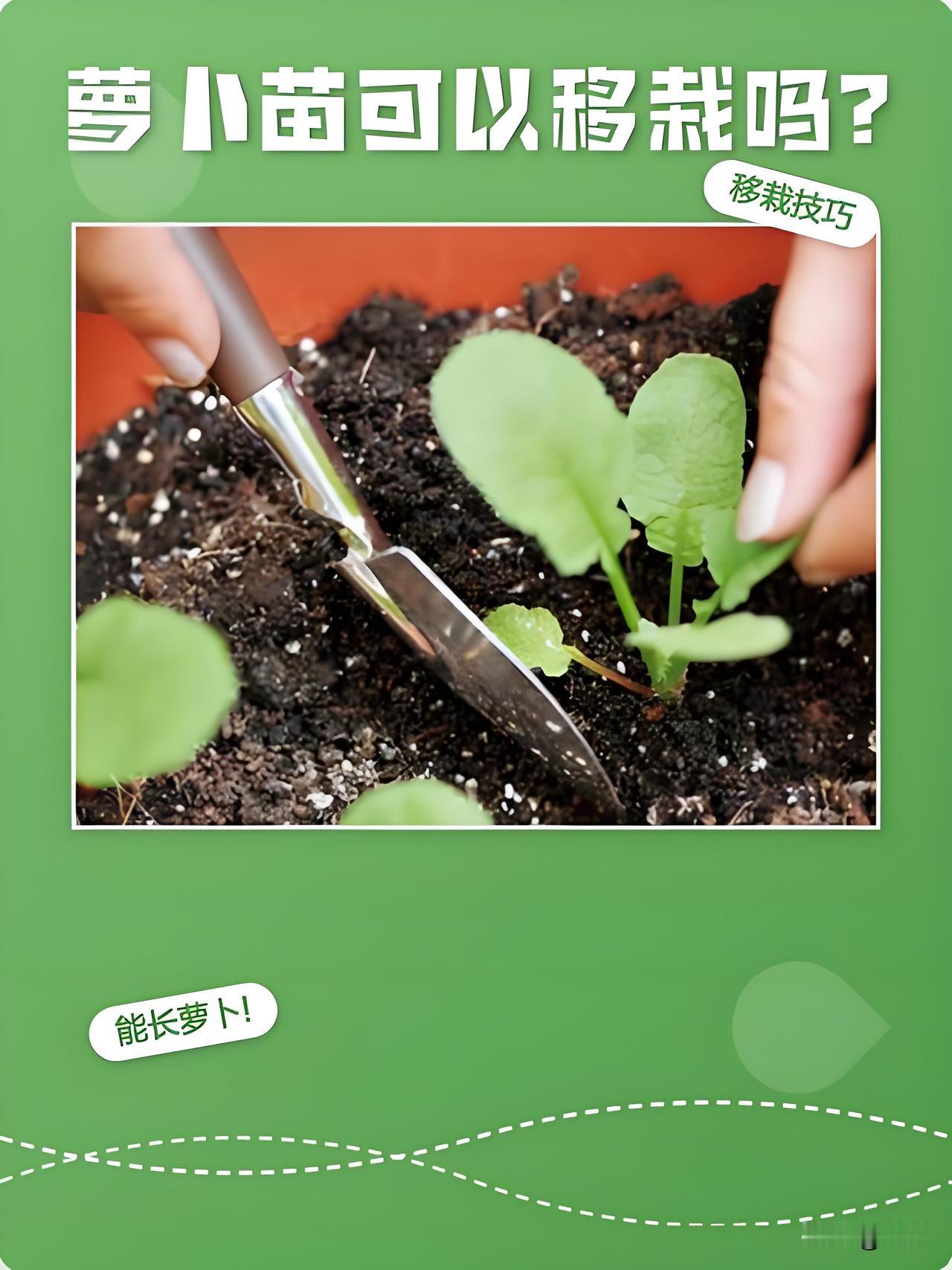 白萝卜苗能不能移栽？今天菜园试一下
今天到菜园查看，发现两棵白萝卜苗根部被虫子啃