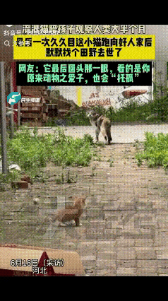 谁懂啊，看完河北这位女士拍下的画面，心里堵得半天缓不过来，很多人只看见小猫有了安