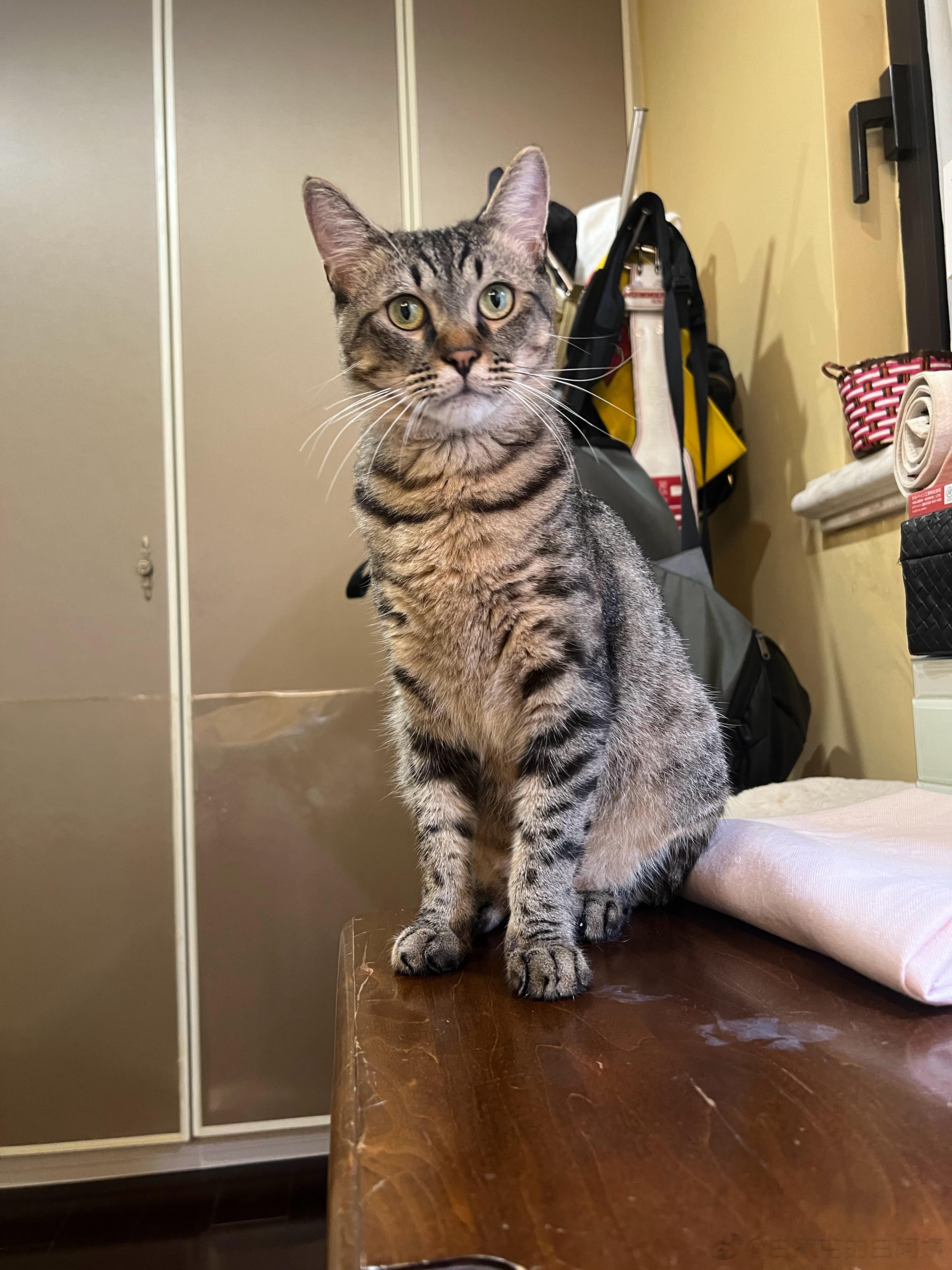 说不来，葵葵这小猫到底哪里长的不对劲… ​​​