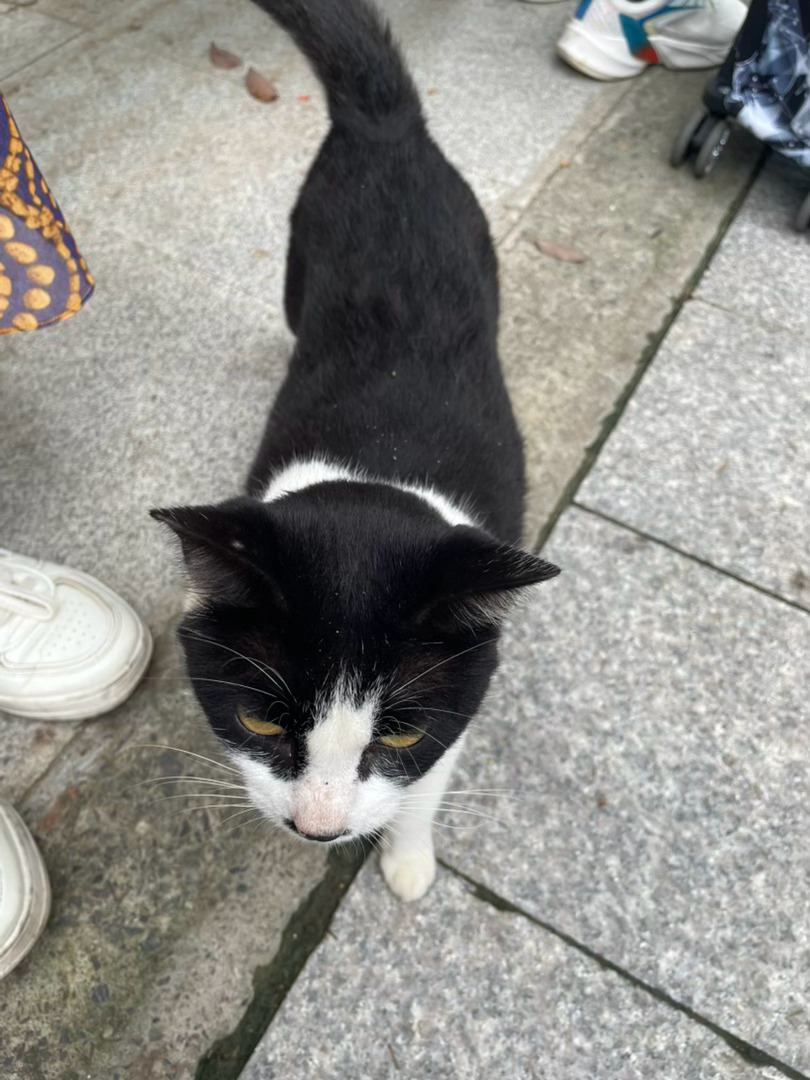 招猫体质往长椅上一坐，旁边就长出一只奶牛猫[奶牛猫] 图四是我妈在给它讲道理，我