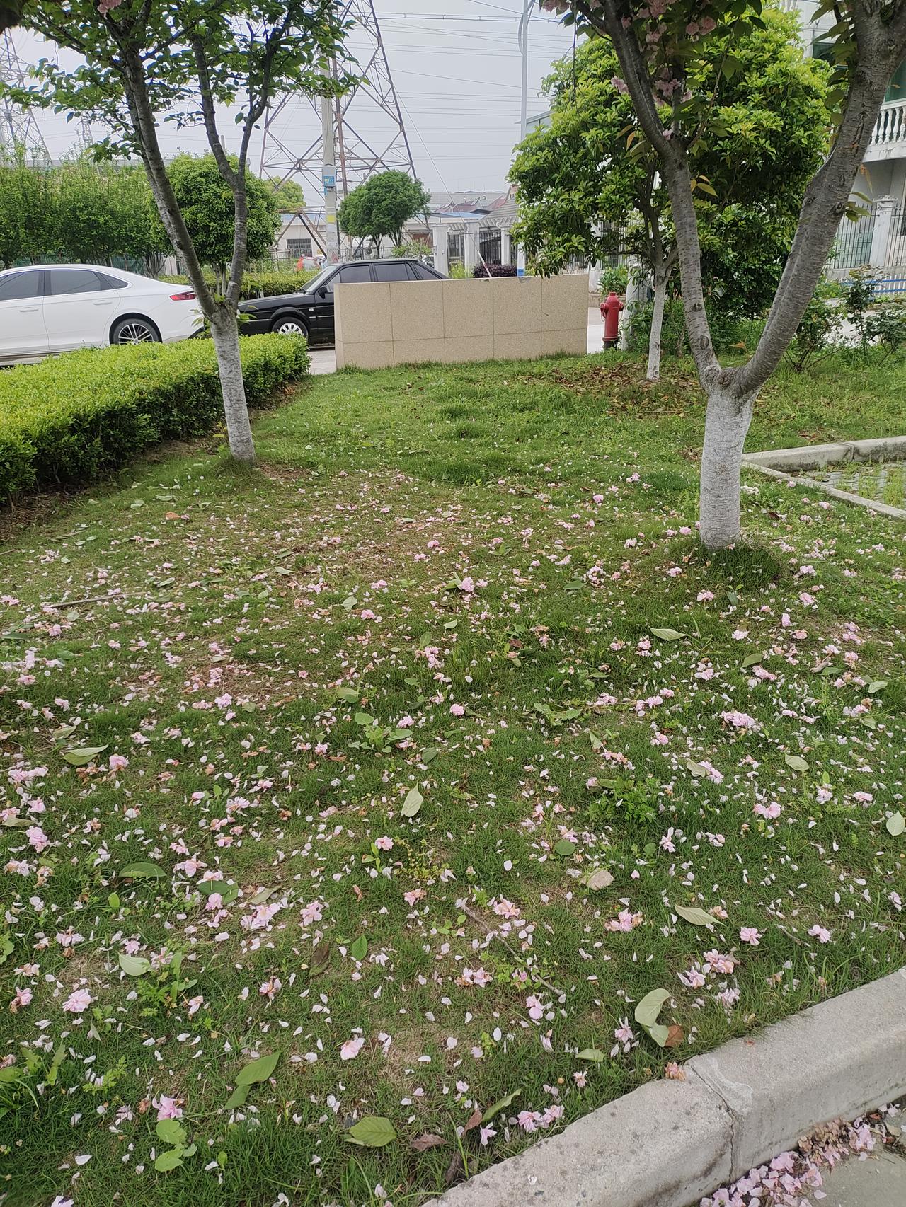 落花有意，流水无情
早上在小区广场溜狗，看到这个样子，感慨良多。
花开为谁开
花