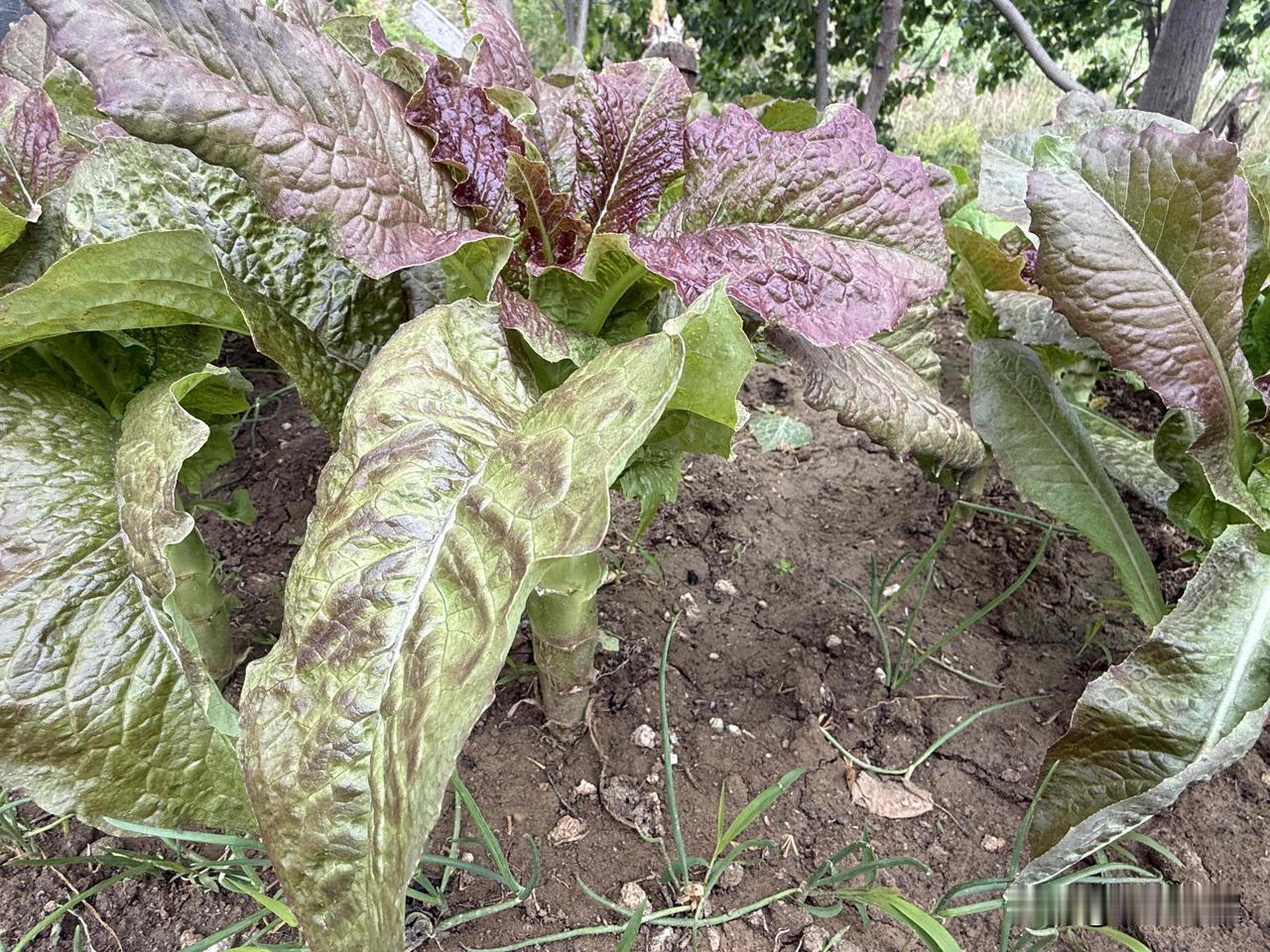 美苏争霸曾有多疯狂? 
【小对联】
上：长本事；
下：……？