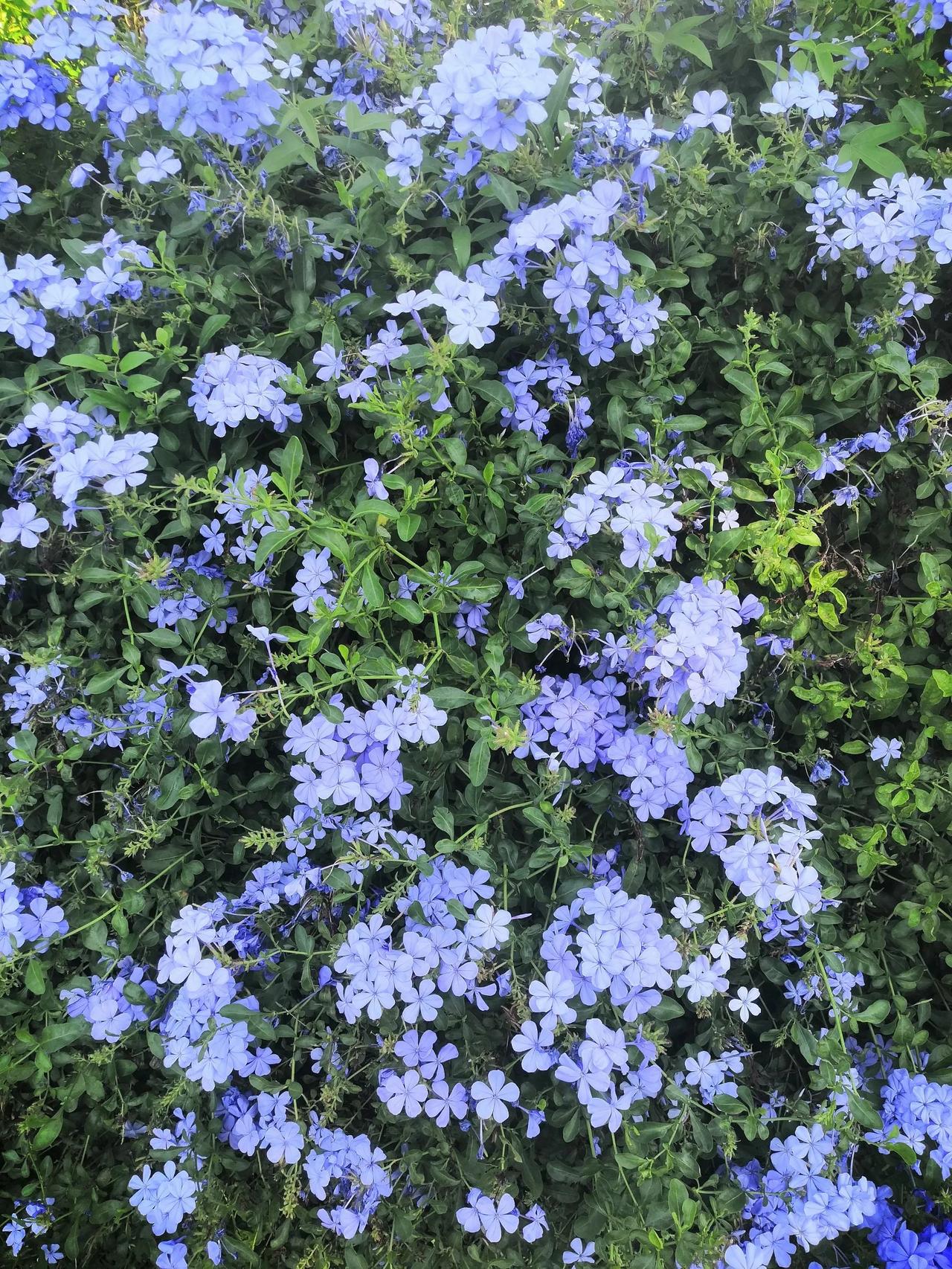 #风景随手拍#厦门的秋天。