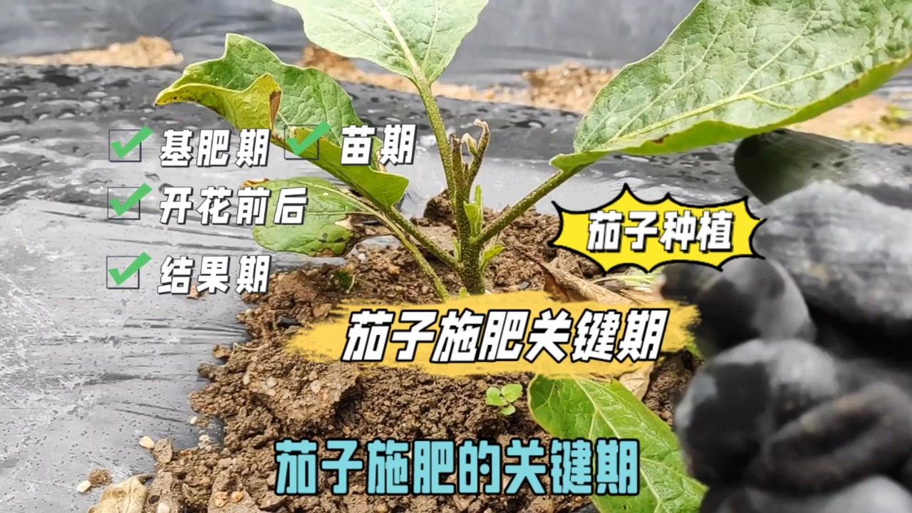 🌿茄子施肥的关键期主要集中在以下几个生长阶段，合理施肥能显著提高产量和品质。