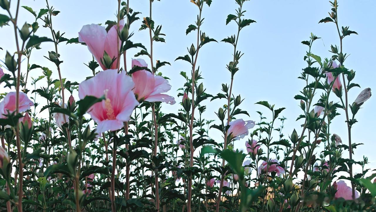 这三张图片依次是粉红色单瓣秋瑾花、粉红色重瓣秋瑾花和白色单瓣秋瑾花