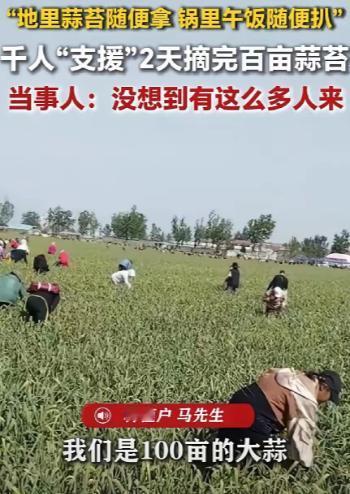4月28日，徐州老板砸钱种百亩大蒜，却宁愿倒贴午饭白送蒜薹，也死活不肯雇人！地里