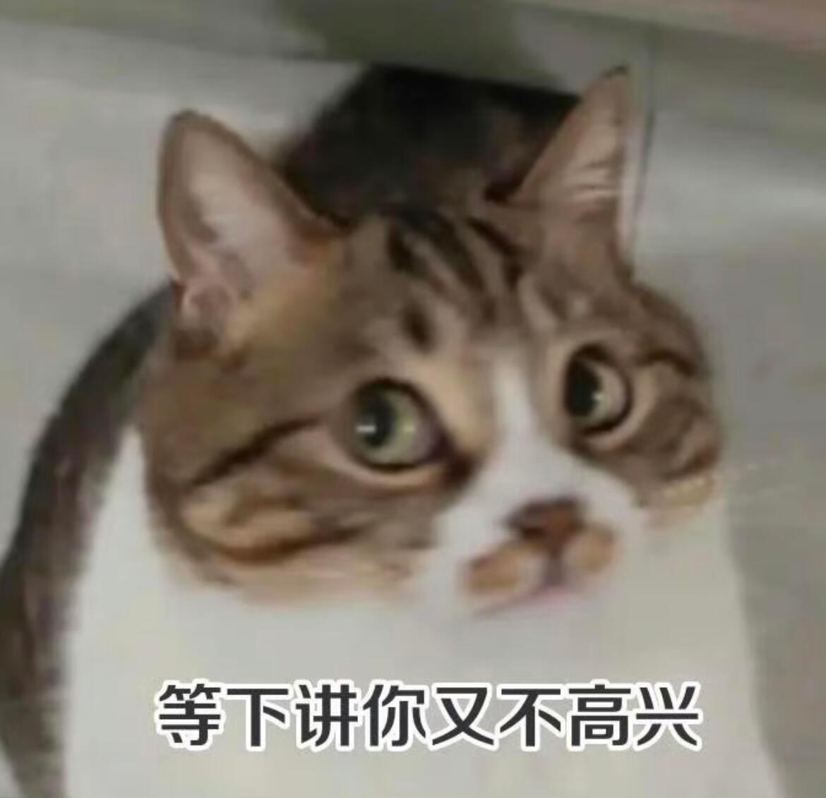 猫猫聊天怼人表情包 ​​​