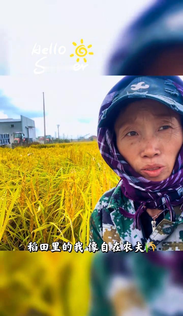 稻田黄了，城里人带着娃来割稻子了。
不是拍视频，是真弯腰，真出汗，真把米粒攥手心