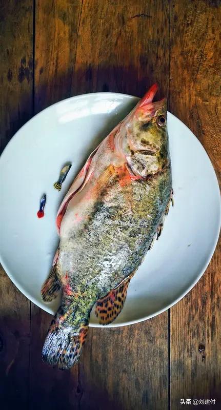 活鱼被人为麻醉流向餐桌 活鱼被人为麻醉后流向餐桌，细想起来实在令人胆寒！商家为保