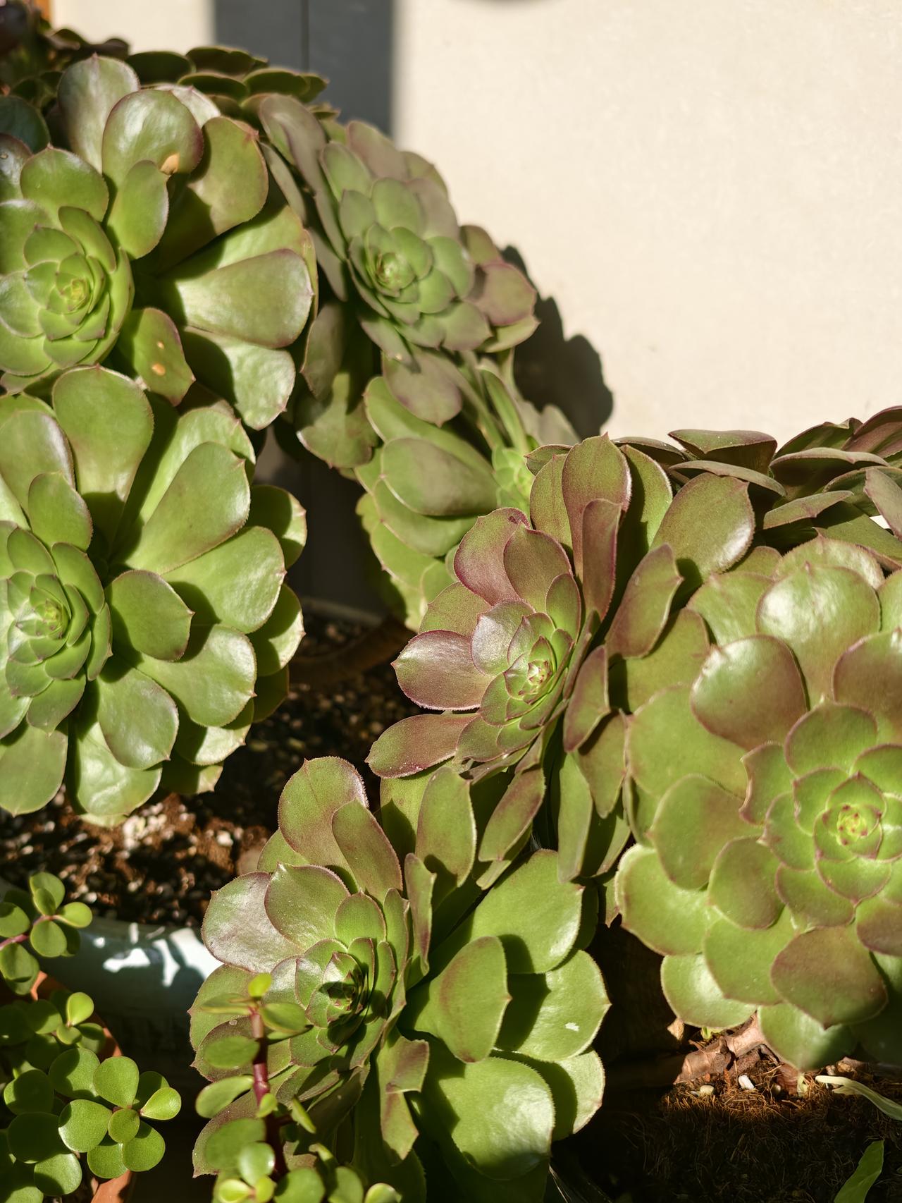 我的多肉在冬季不休眠
依旧蓬勃向上[比心]