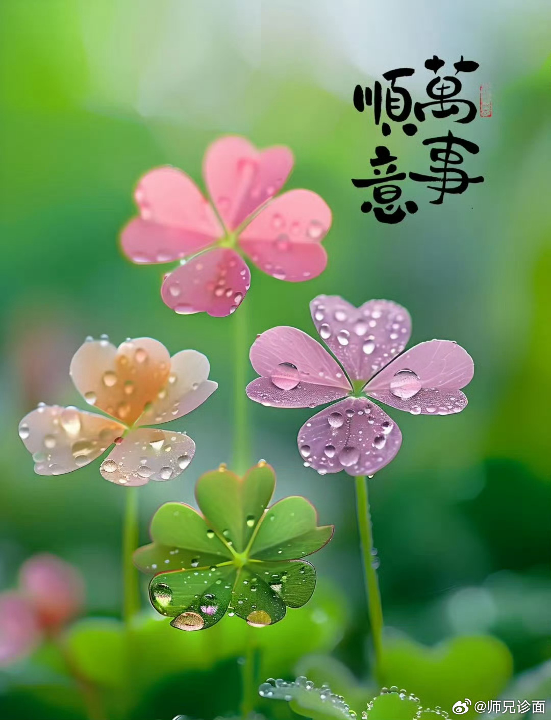心向阳光，总会迎来生活的美好，该来的都会来。点赞，万事如意。 
