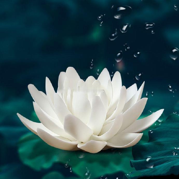 心如莲花，人生才会一路芬芳。 