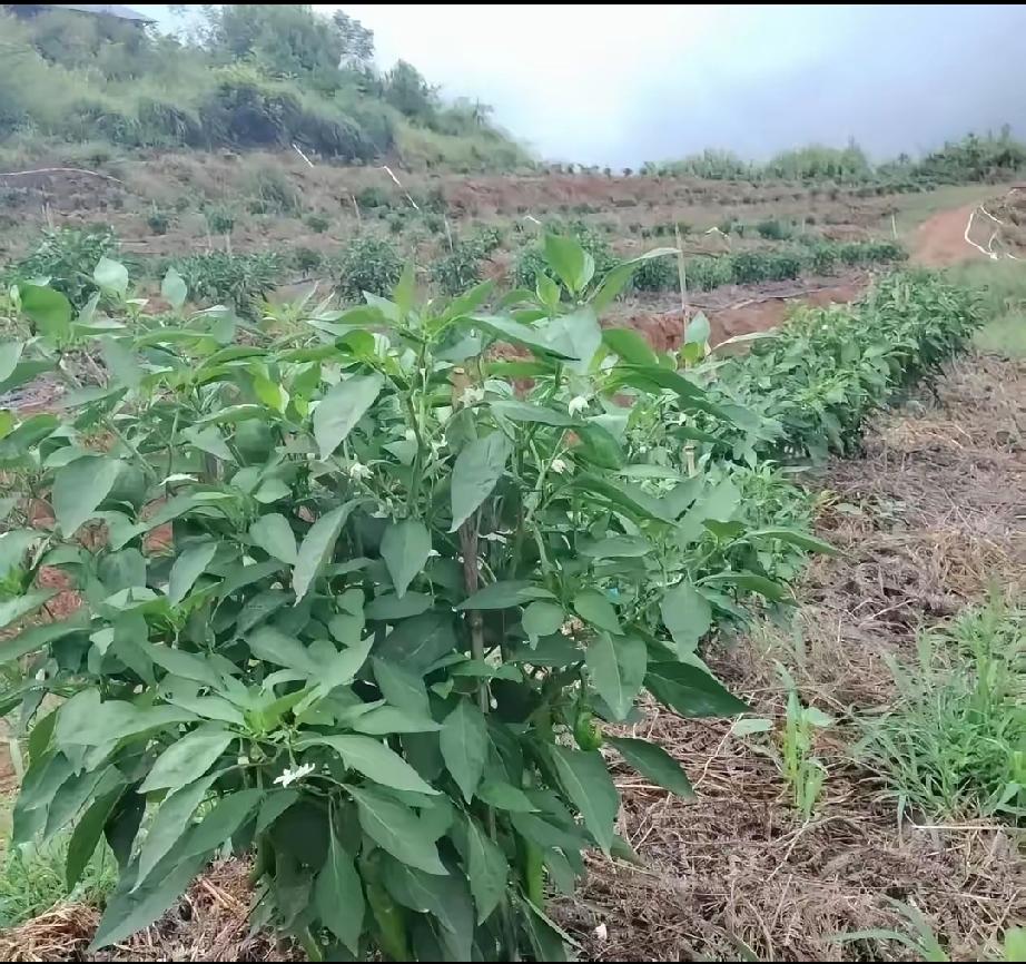 前几天在深圳布吉吃饭，邻桌是个东北大姐，在这边打拼好多年了。
 
茶水冒着热气，