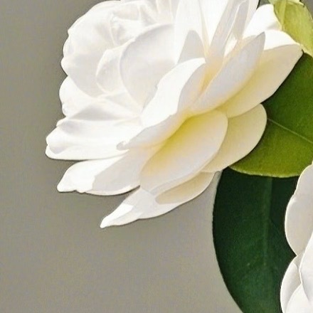 0000山茶花的种植方法：1. 选苗与土壤：选择健康、无病虫害的山茶花苗木，土壤