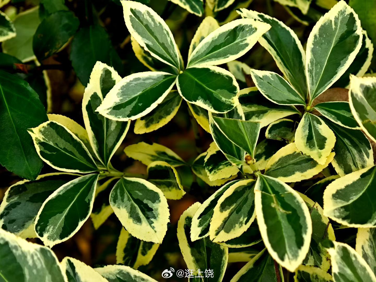 赣揽山河花果沐芳华 金边黄杨叶缘镶着莹白锦边，不必绽放繁花，绿叶亦自成景致。方懂