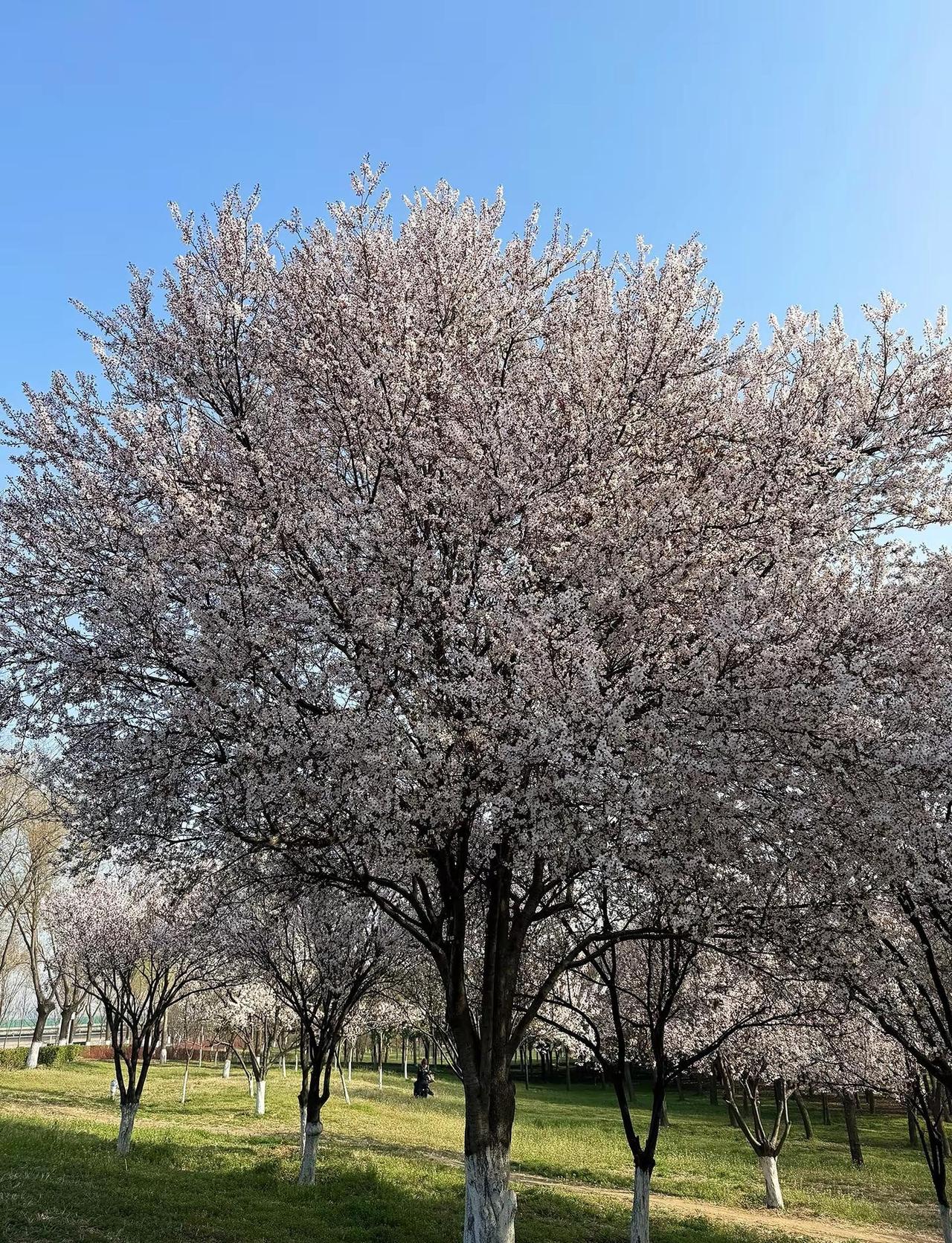 就喜欢这慢节奏的生活 自由松弛 平平淡淡 简简单单