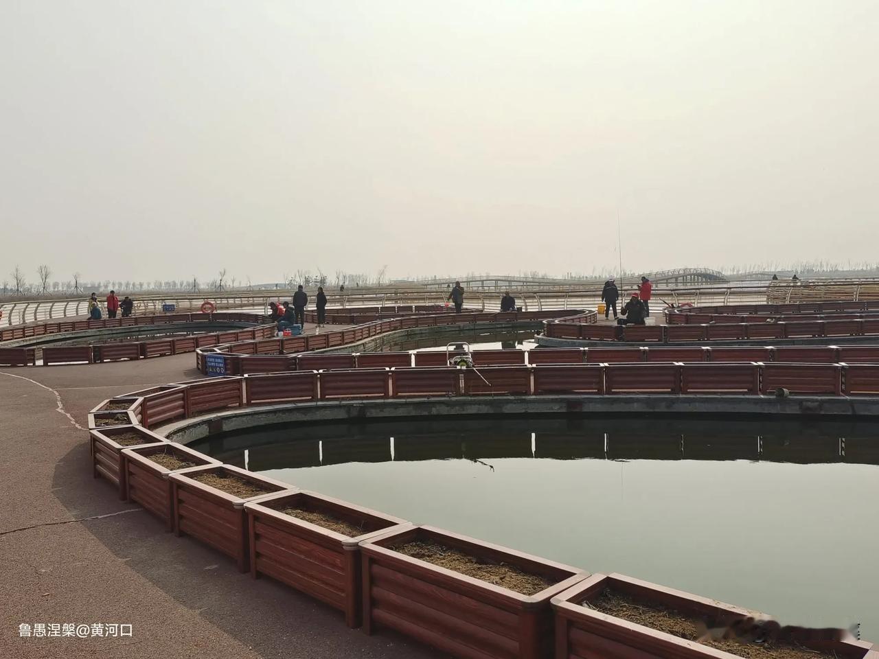 阳春三月，东营天鹅湖湿地，成了钓友相约打卡地。