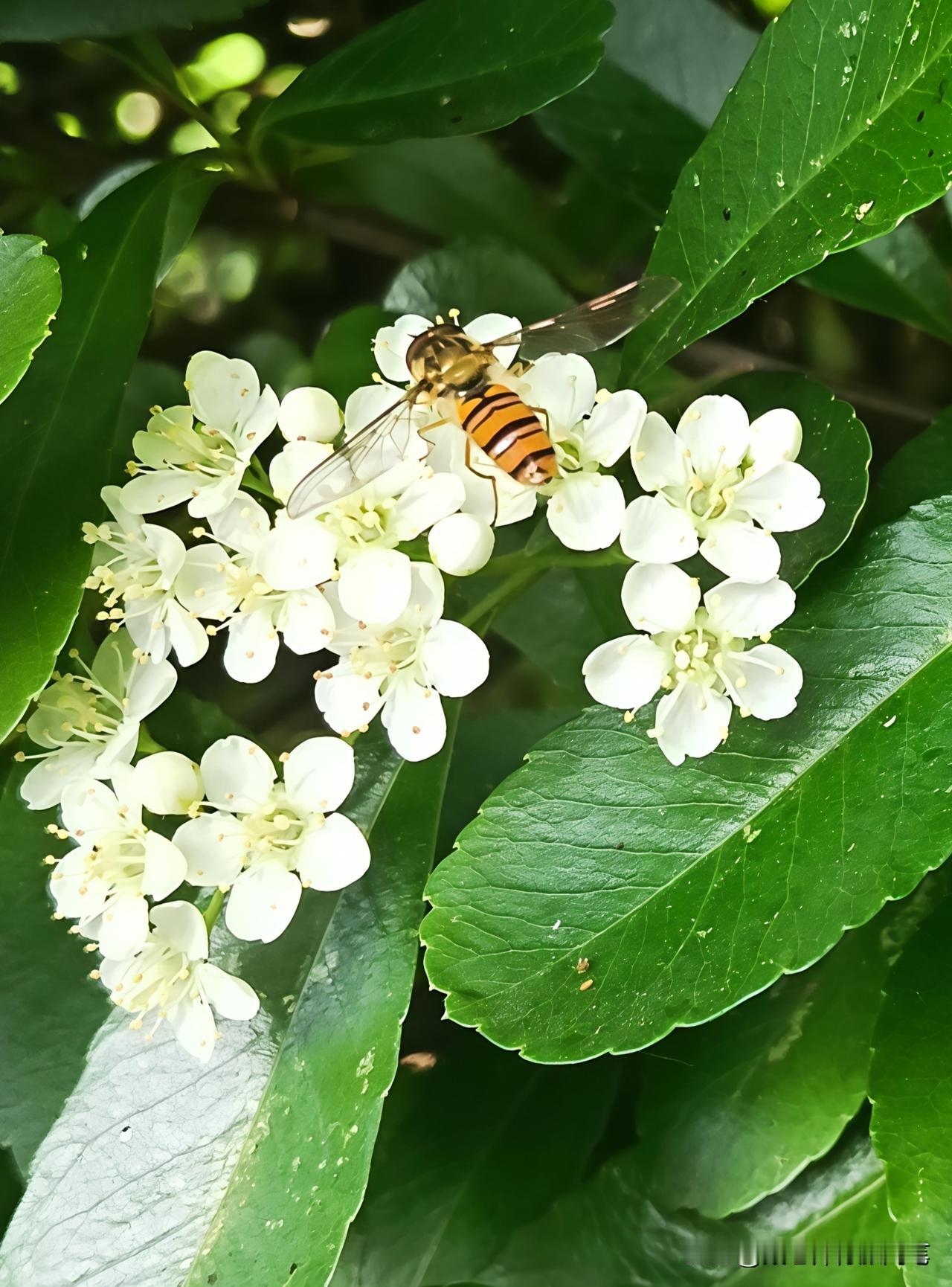 园区遛弯，拍了几张片子，手机识物说是火棘花。

此刻春意方浓，满枝细碎的白花攒聚